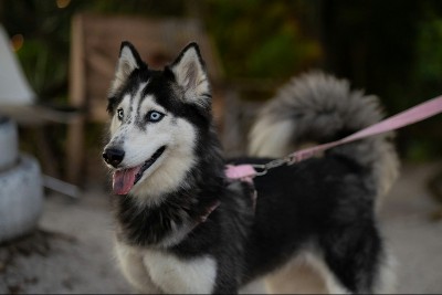 Wie lange dauert die Läufigkeit?